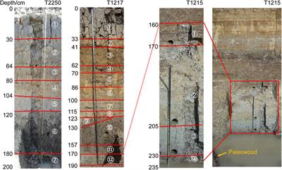 Neolithic Rice Cultivation and Consequent Landscape Changes at the Baodun Site, Southwestern China
